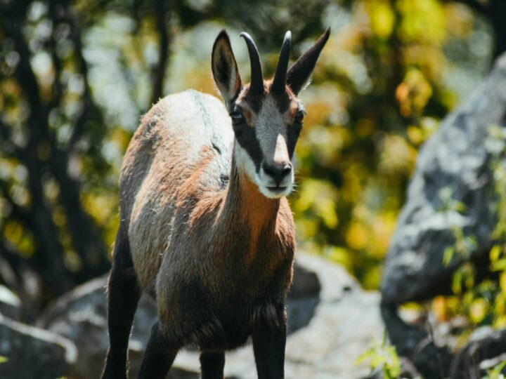 Zoo di Basilea
